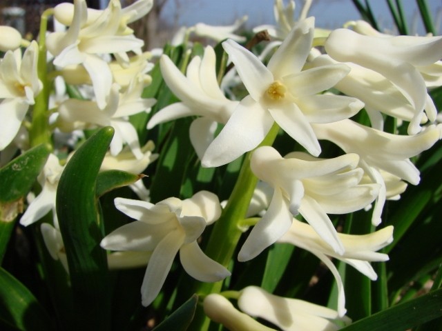 bijeli zumbuli
